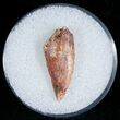 Large Raptor Tooth From Morocco - #7419-1